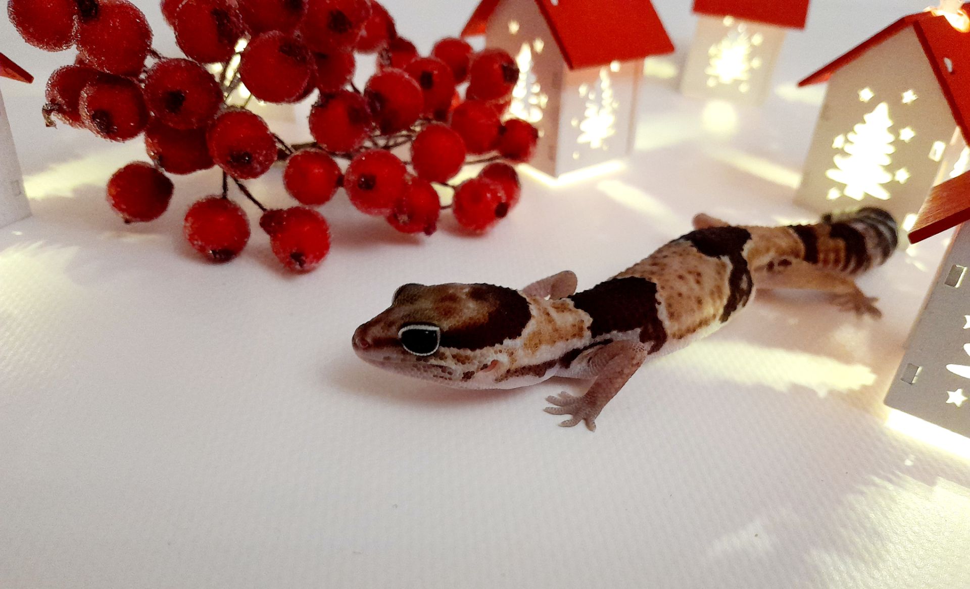 Гемітеконікс. Африканський товстохвостий гекон