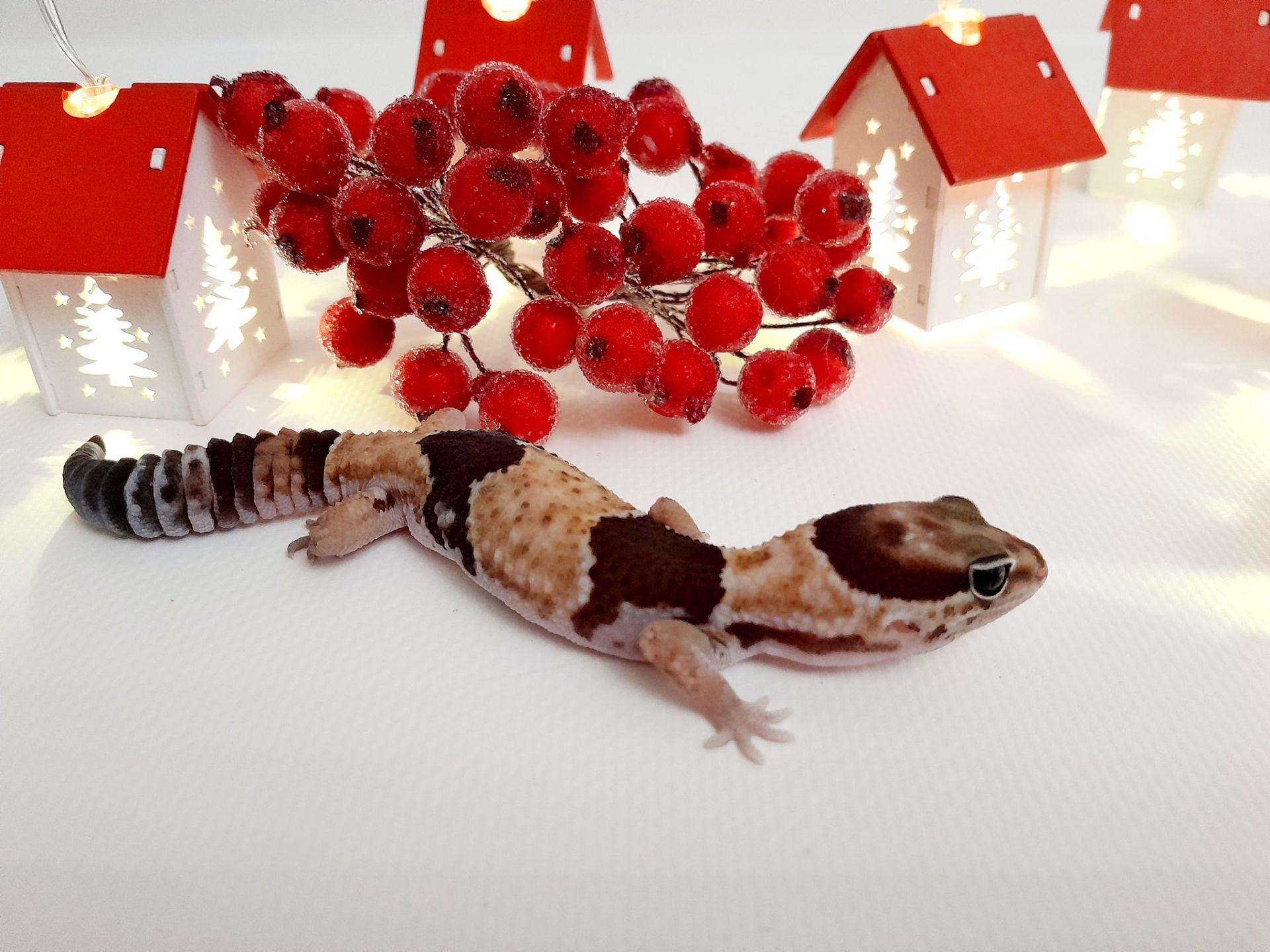 Гемітеконікс. Африканський товстохвостий гекон