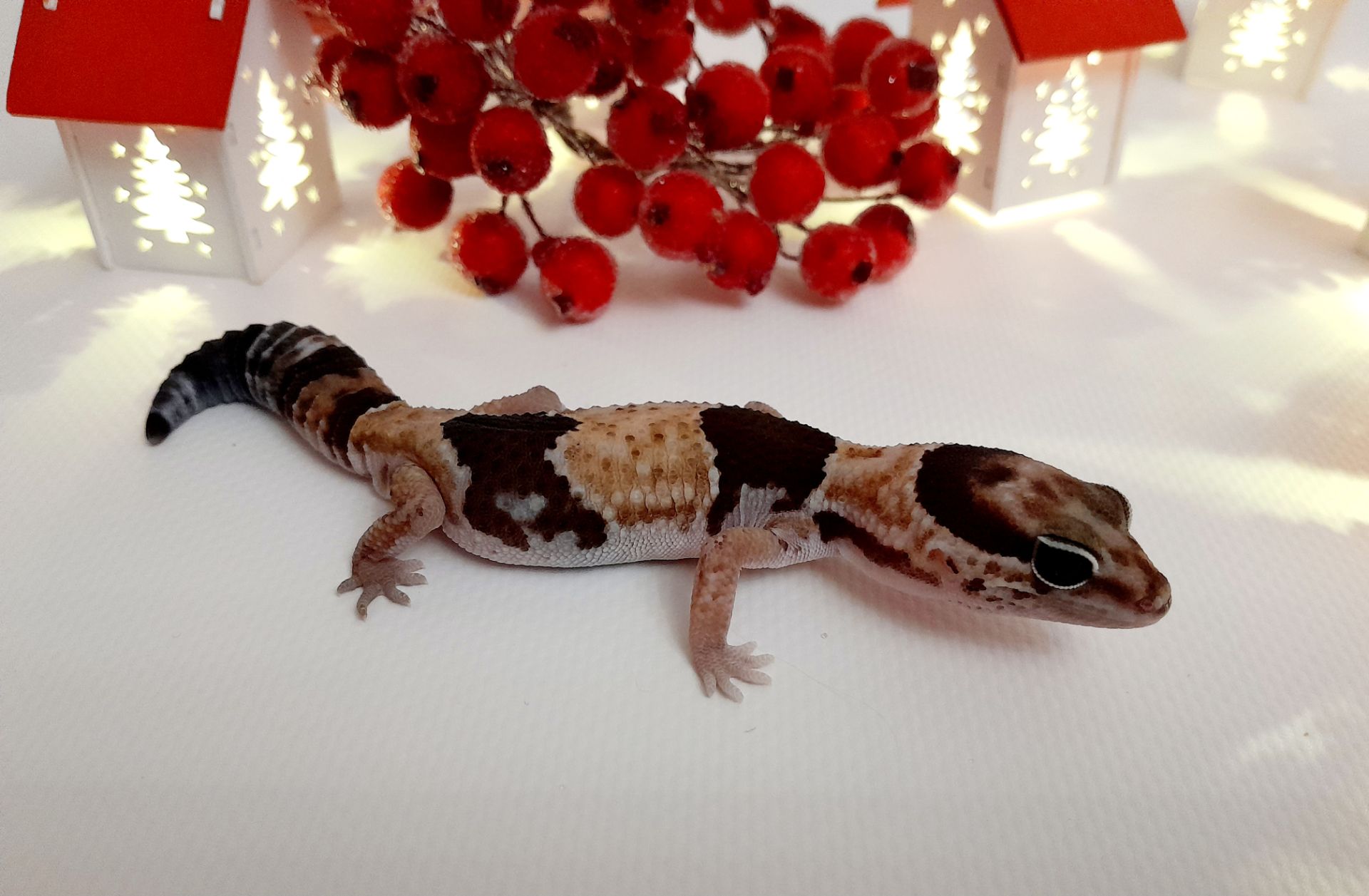 Гемітеконікс. Африканський товстохвостий гекон