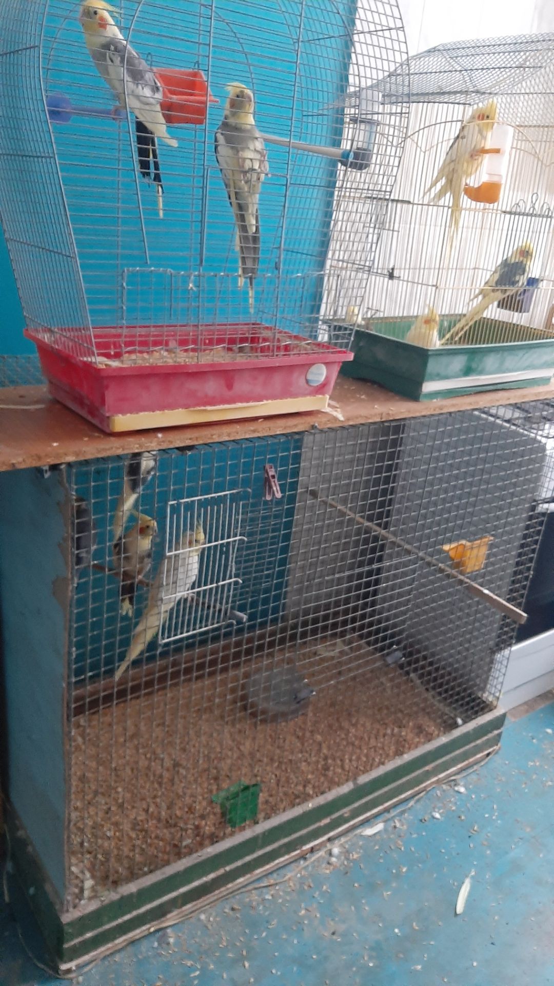 Попугаи карелла