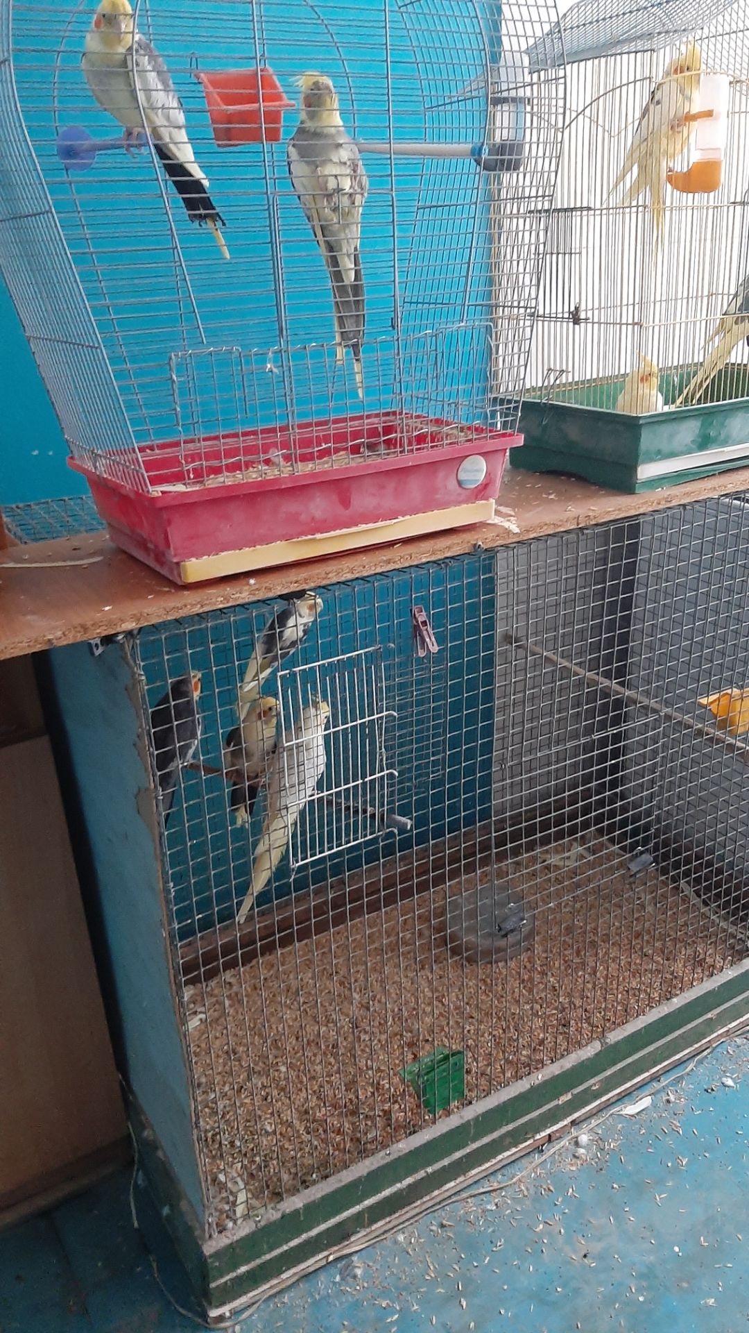 Попугаи карелла