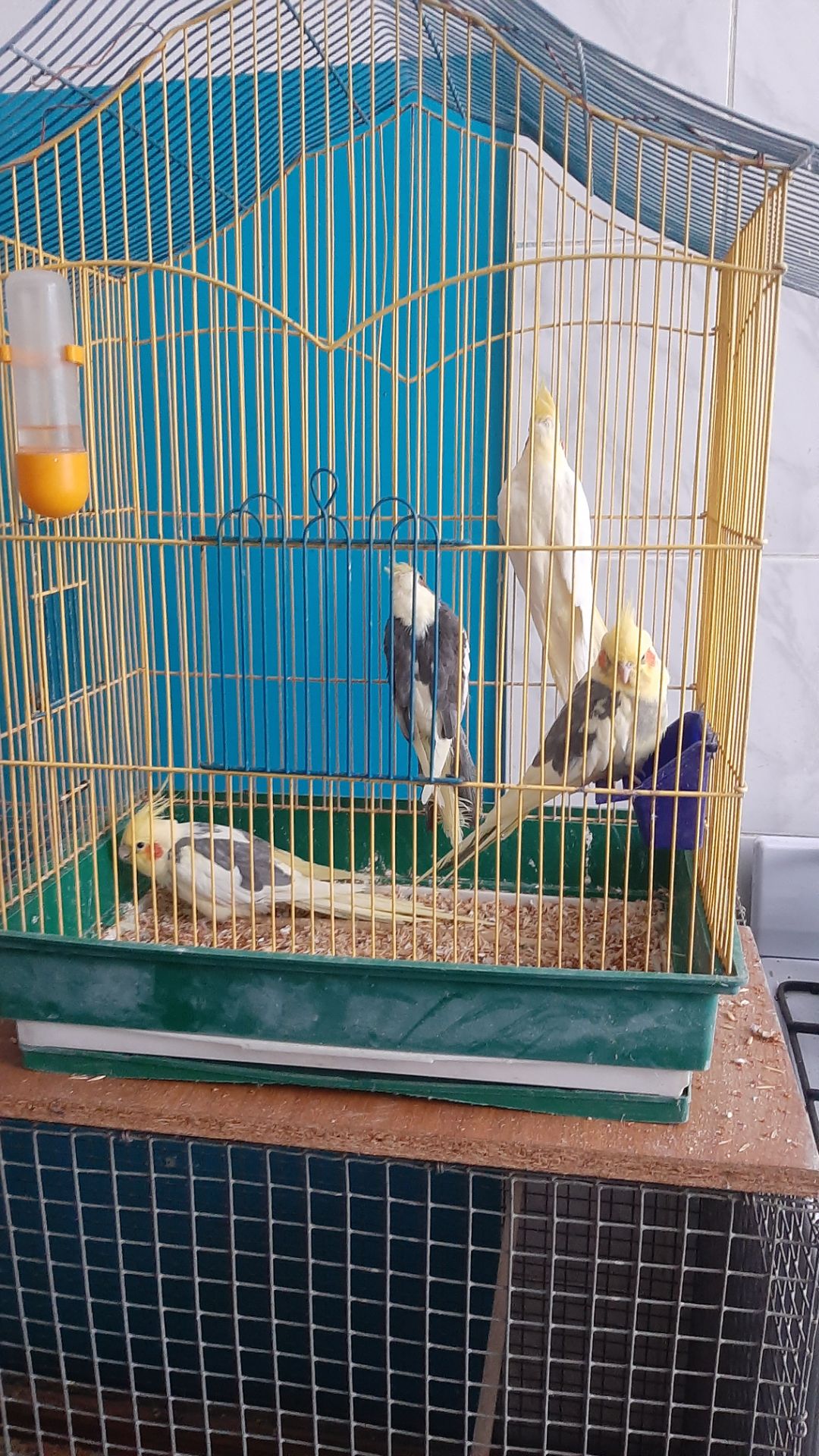 Попугаи карелла