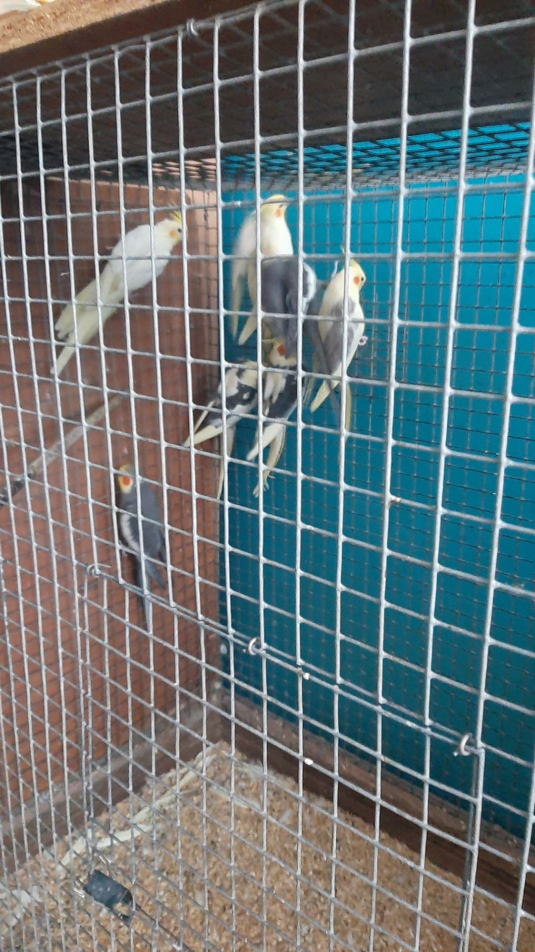 Попугаи карелла