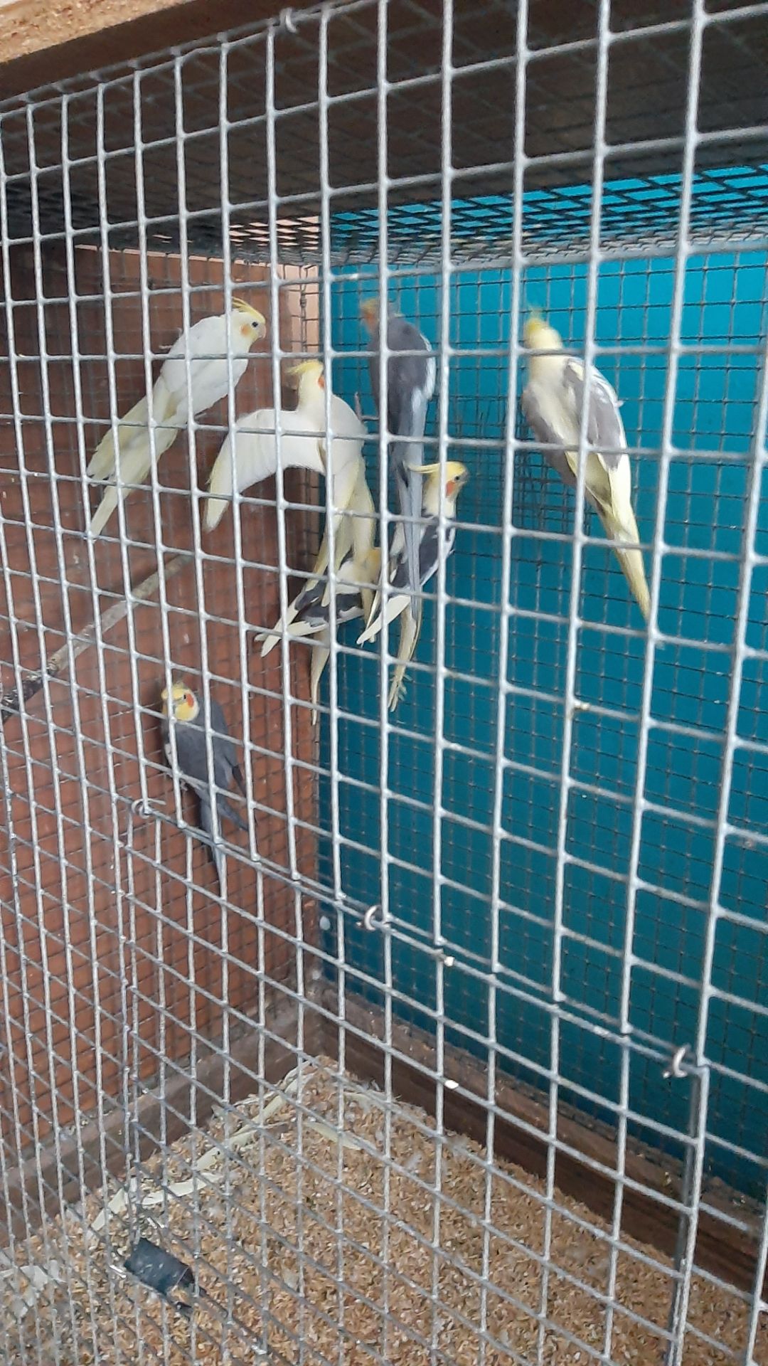 Попугаи карелла