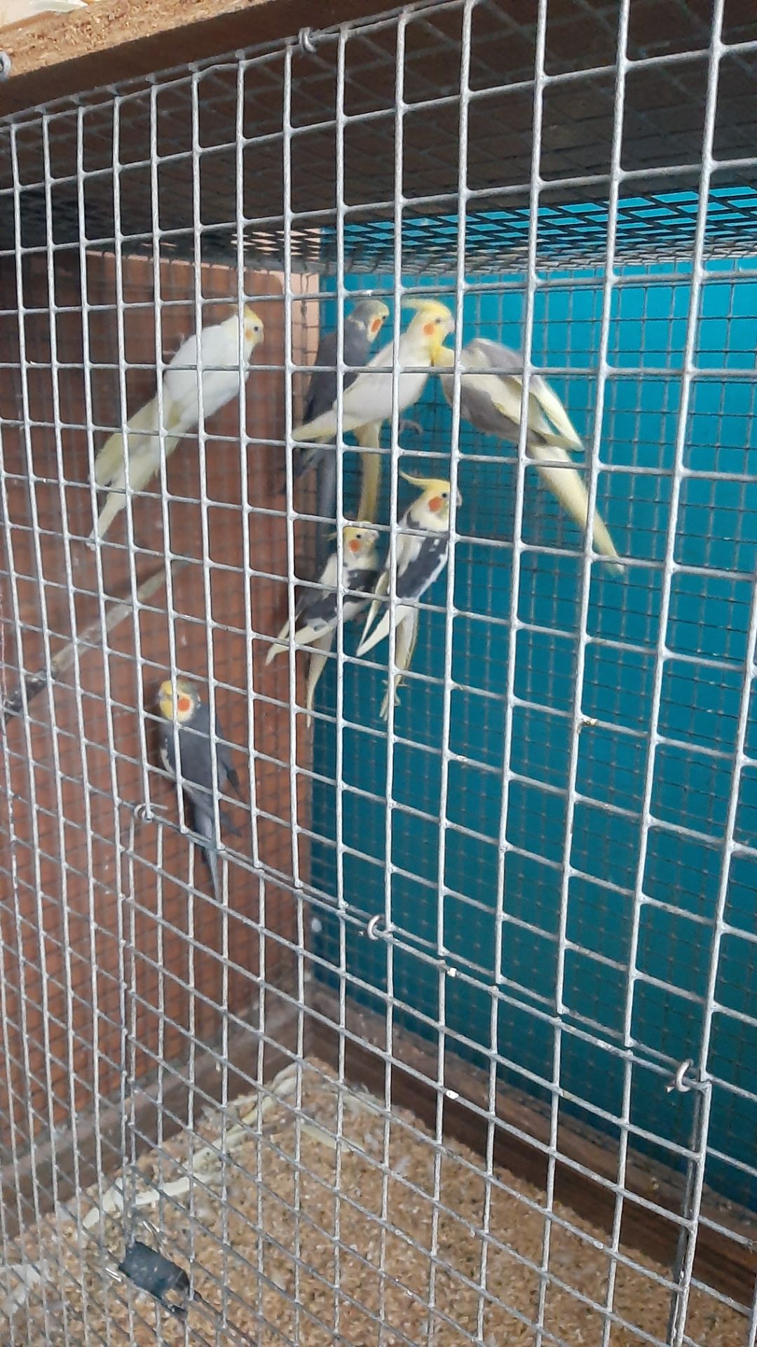 Попугаи карелла