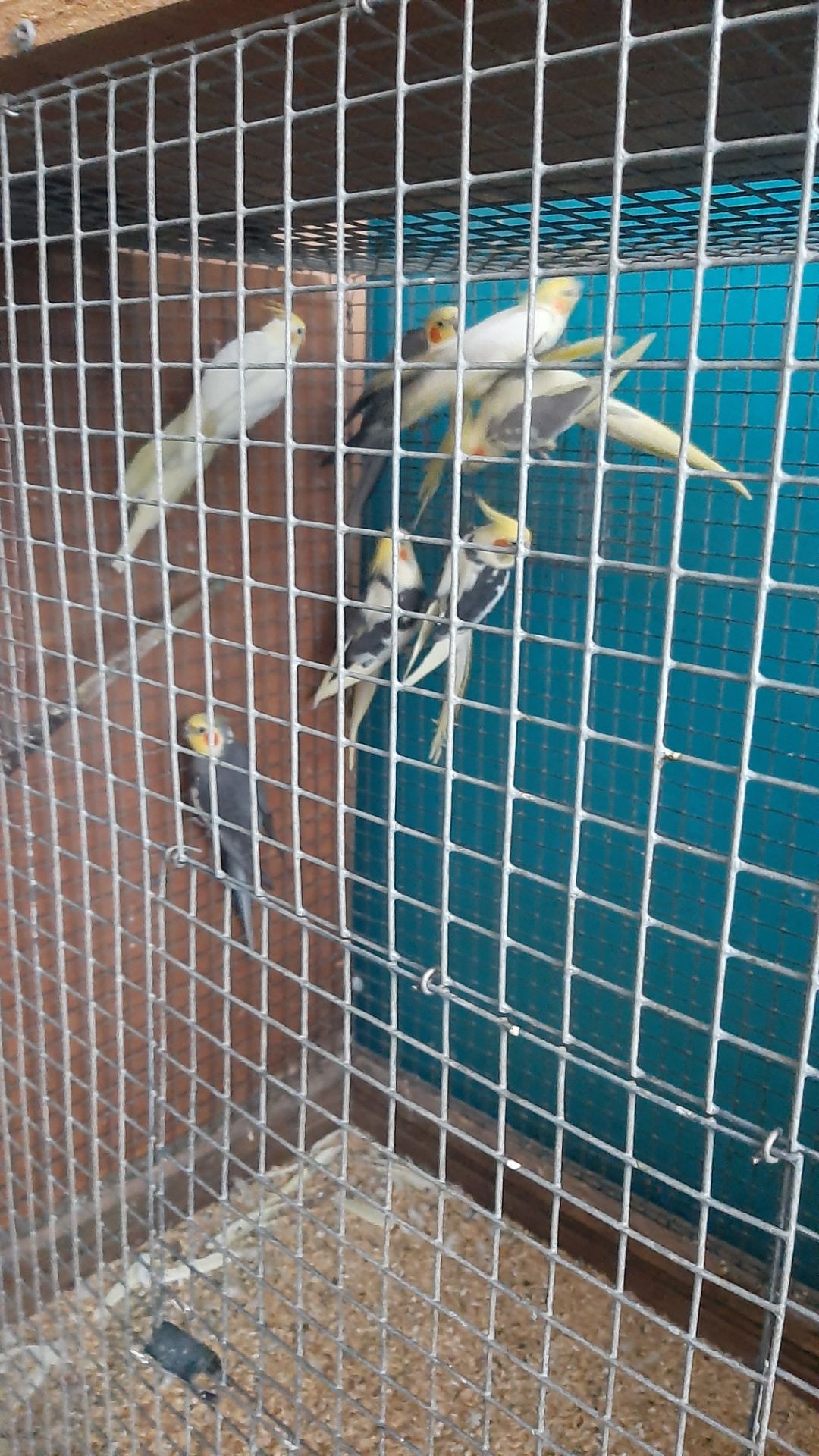 Попугаи карелла