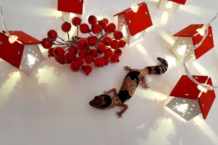 Гемітеконікс. Африканський товстохвостий гекон