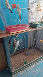 Попугаи карелла