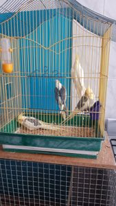 Попугаи карелла