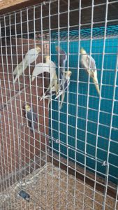 Попугаи карелла