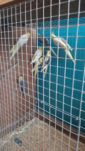 Попугаи карелла