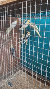 Попугаи карелла