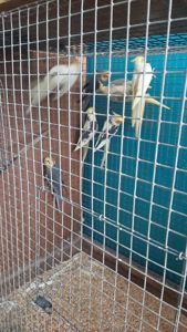 Попугаи карелла