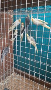 Попугаи карелла