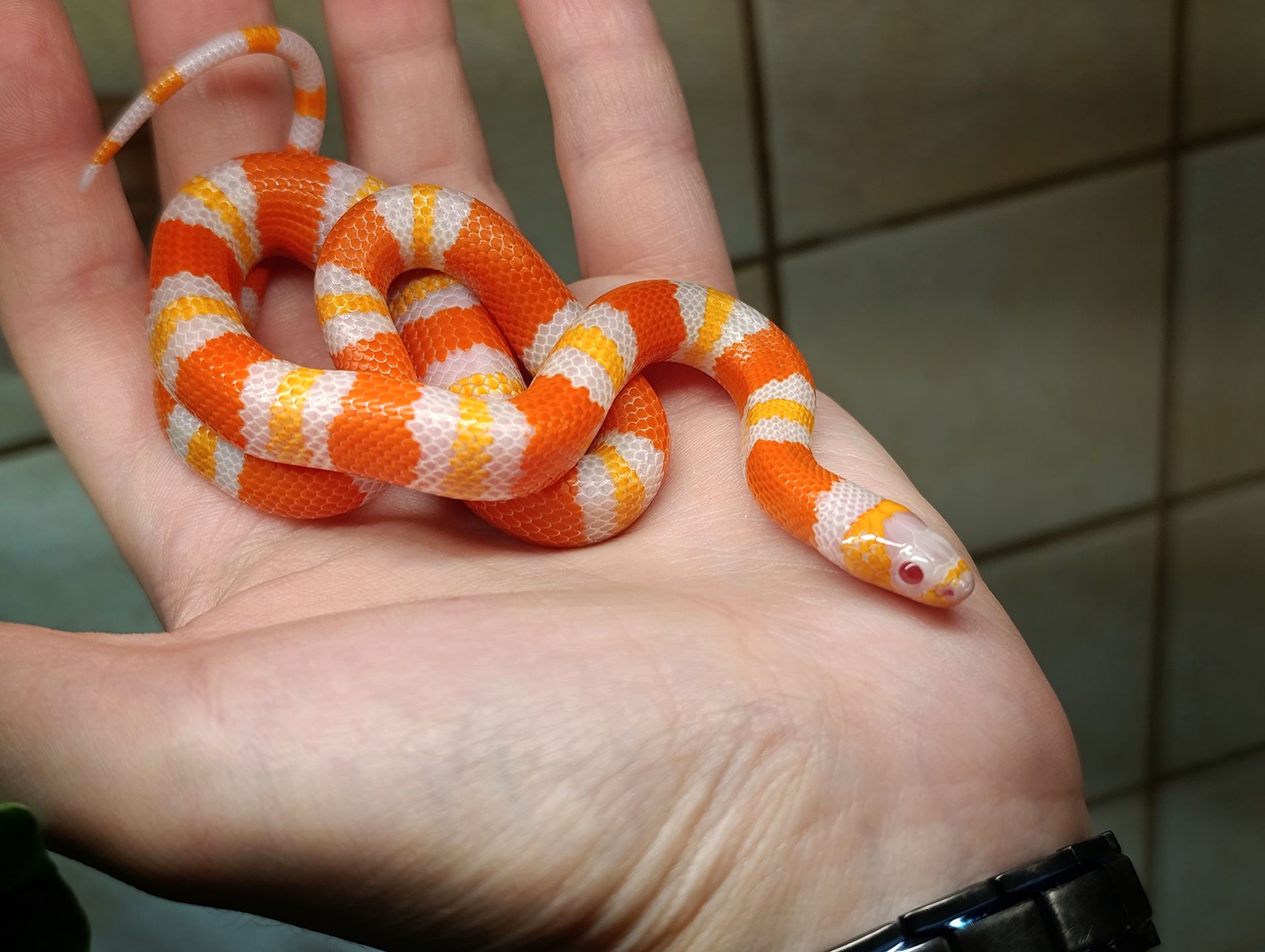 Полози, молочні змії, удави, пітони