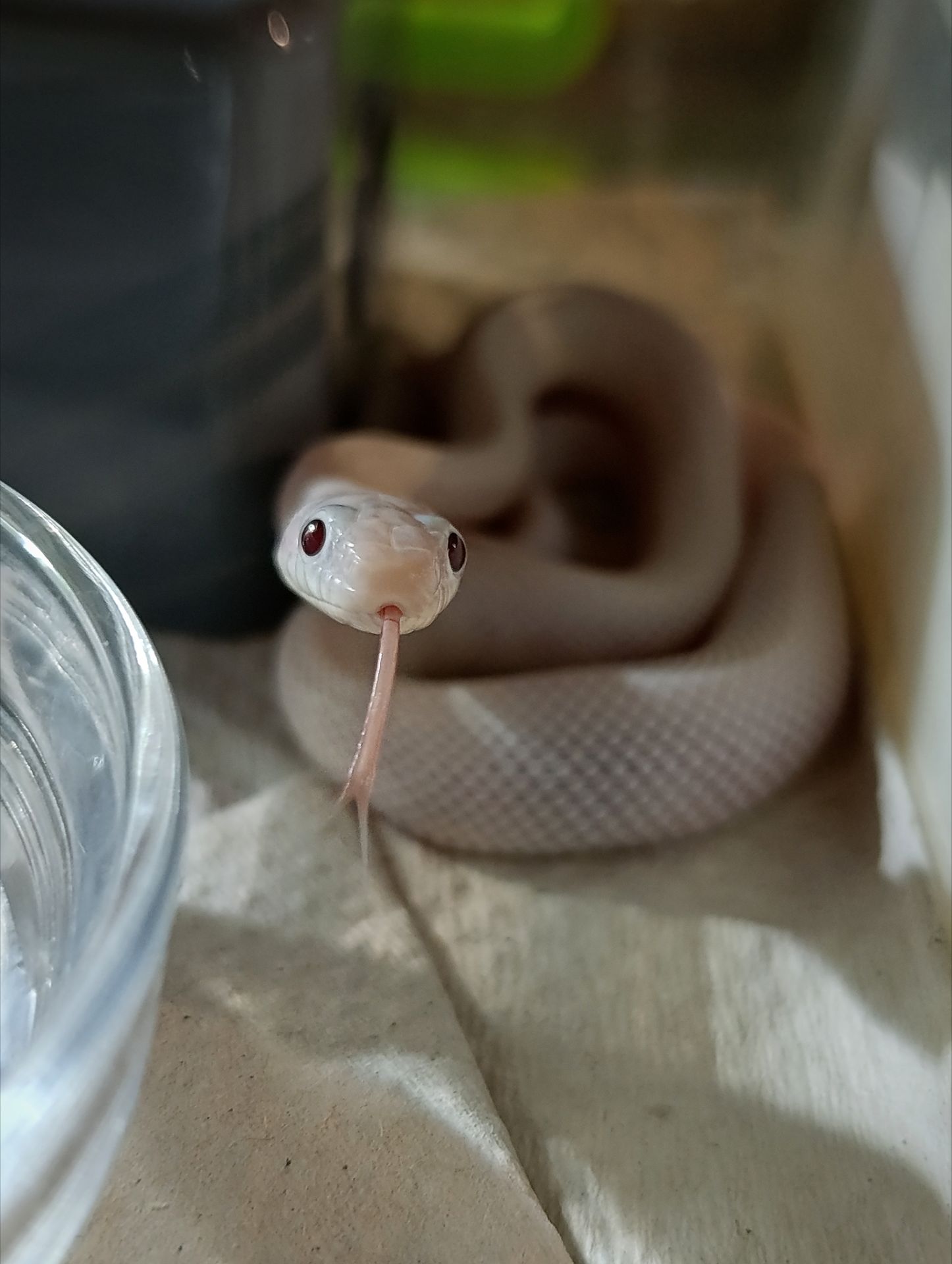 Полози, молочні змії, удави, пітони