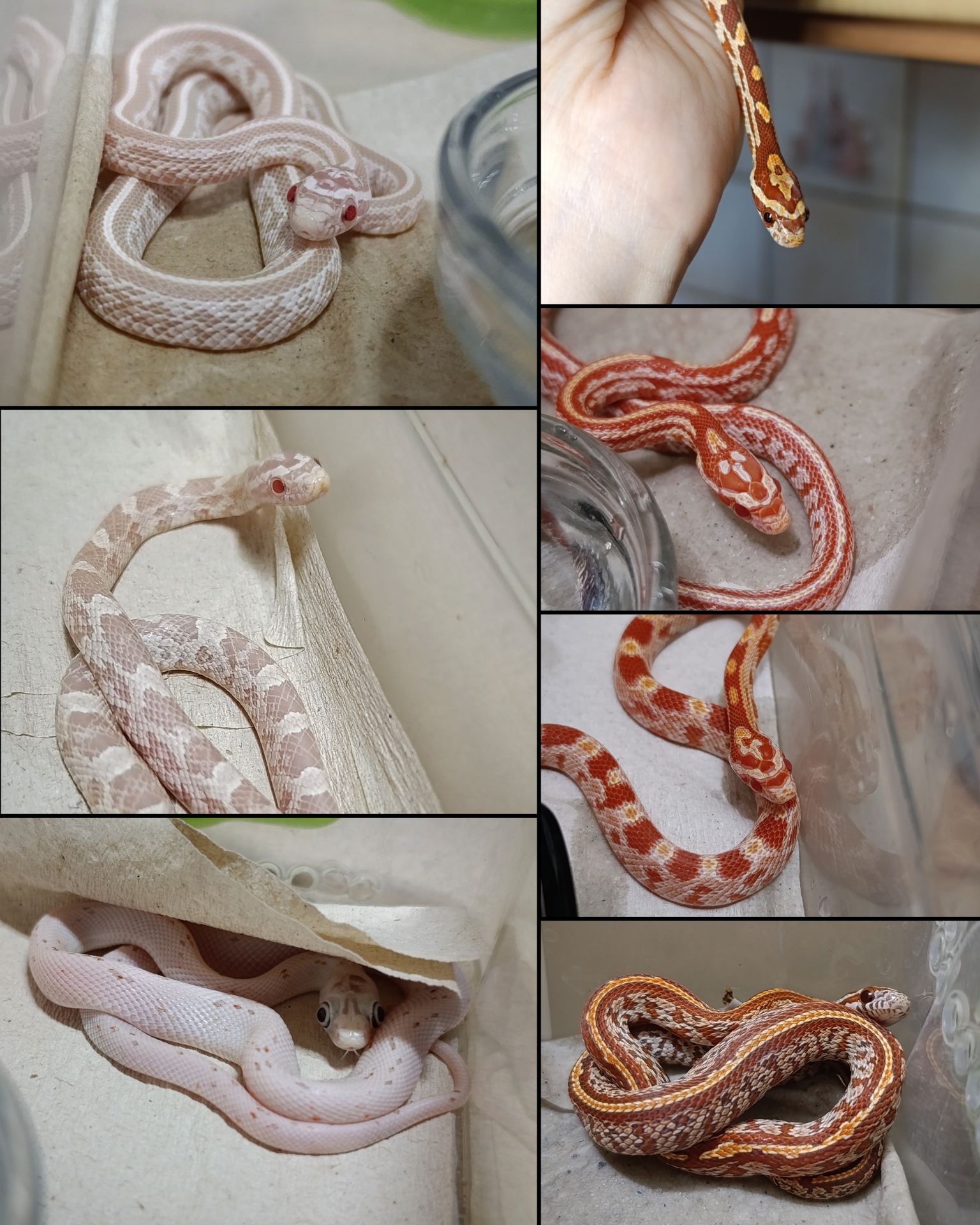 Полози, молочні змії, удави, пітони