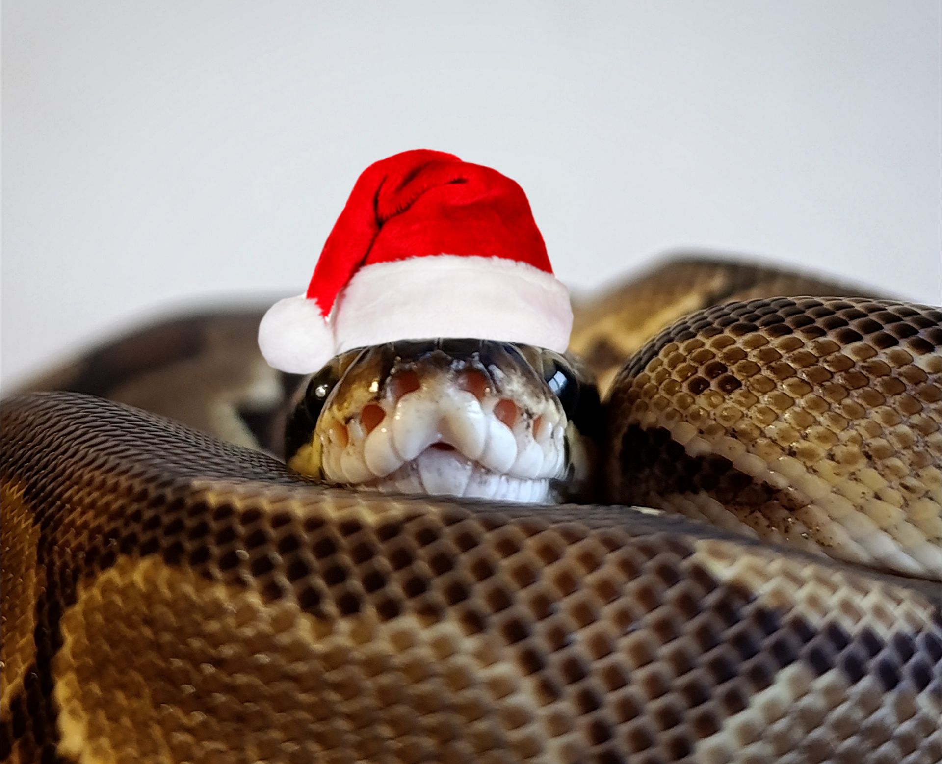 Полози, молочні змії, удави, пітони