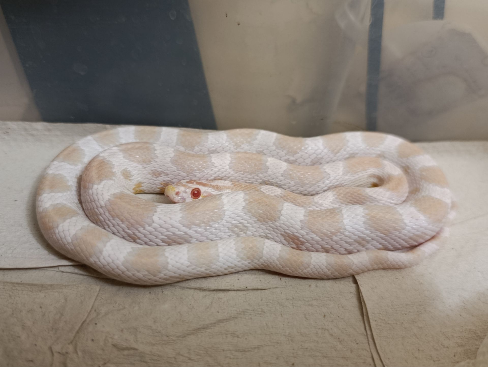 Полози, молочні змії, удави, пітони