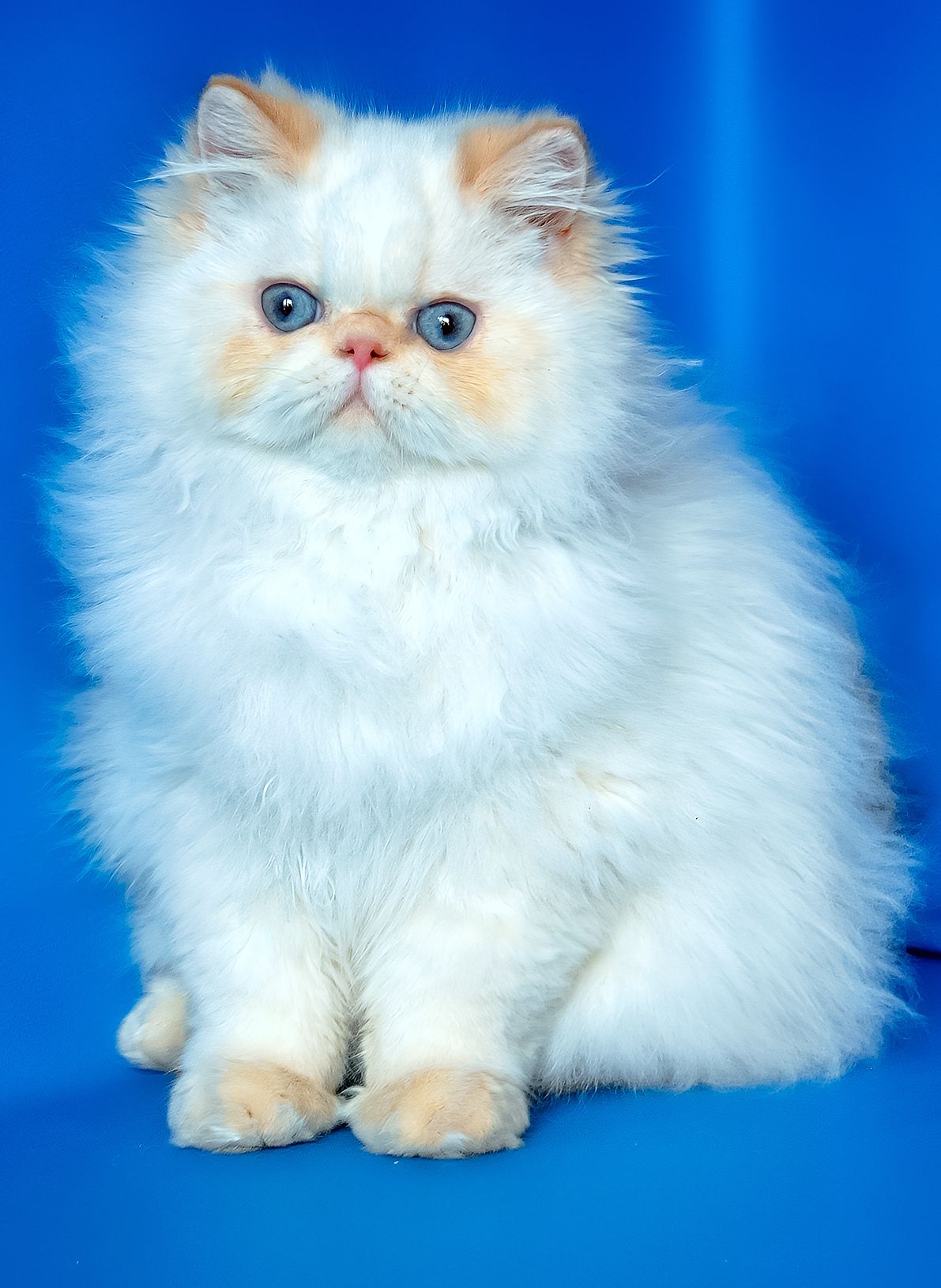 Хлопчик персидський