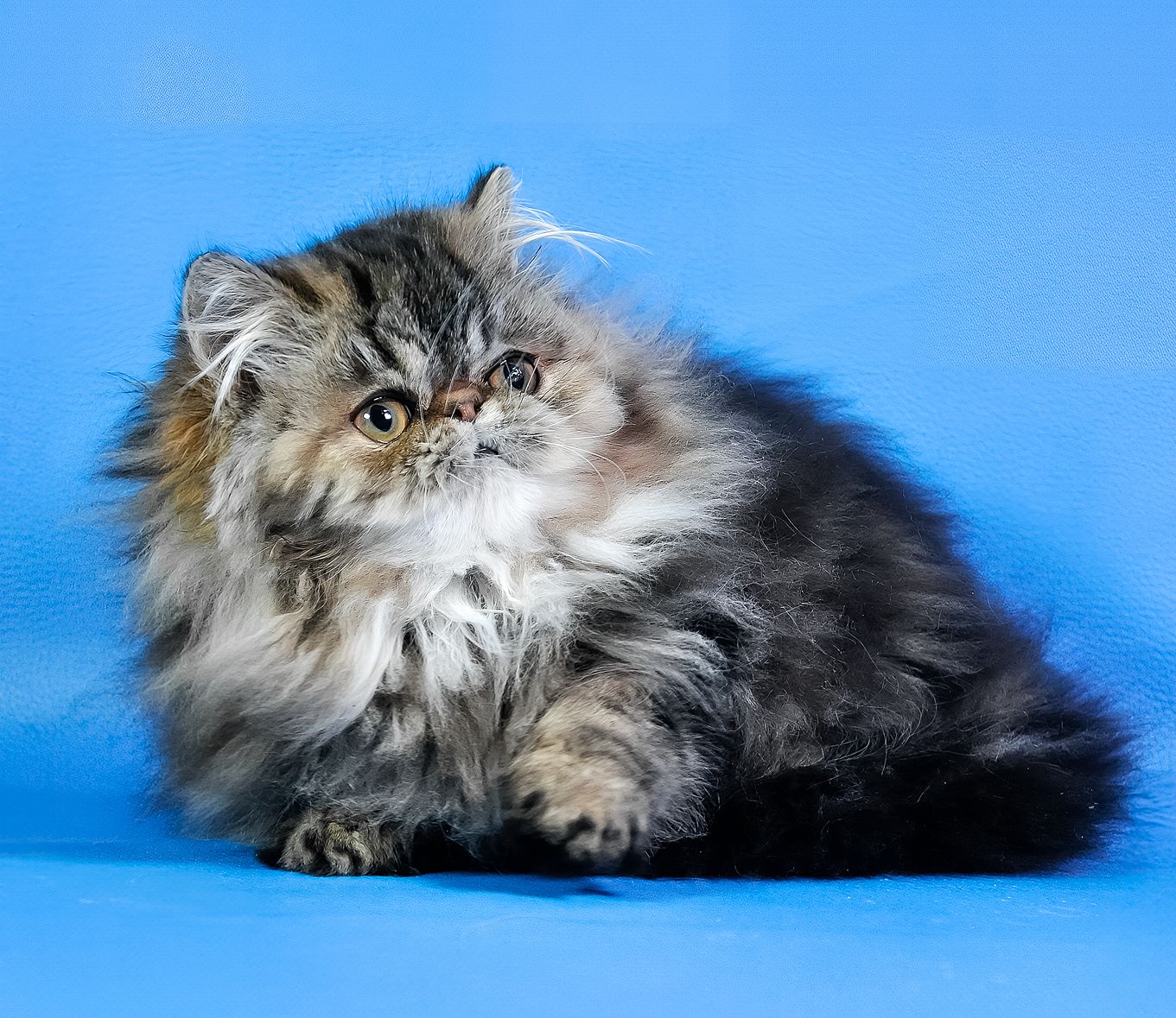 Дівчинка перс