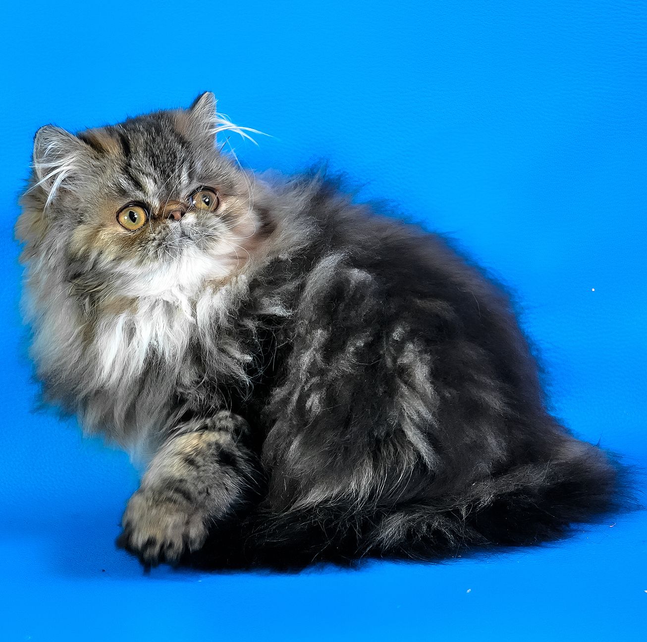 Дівчинка перс