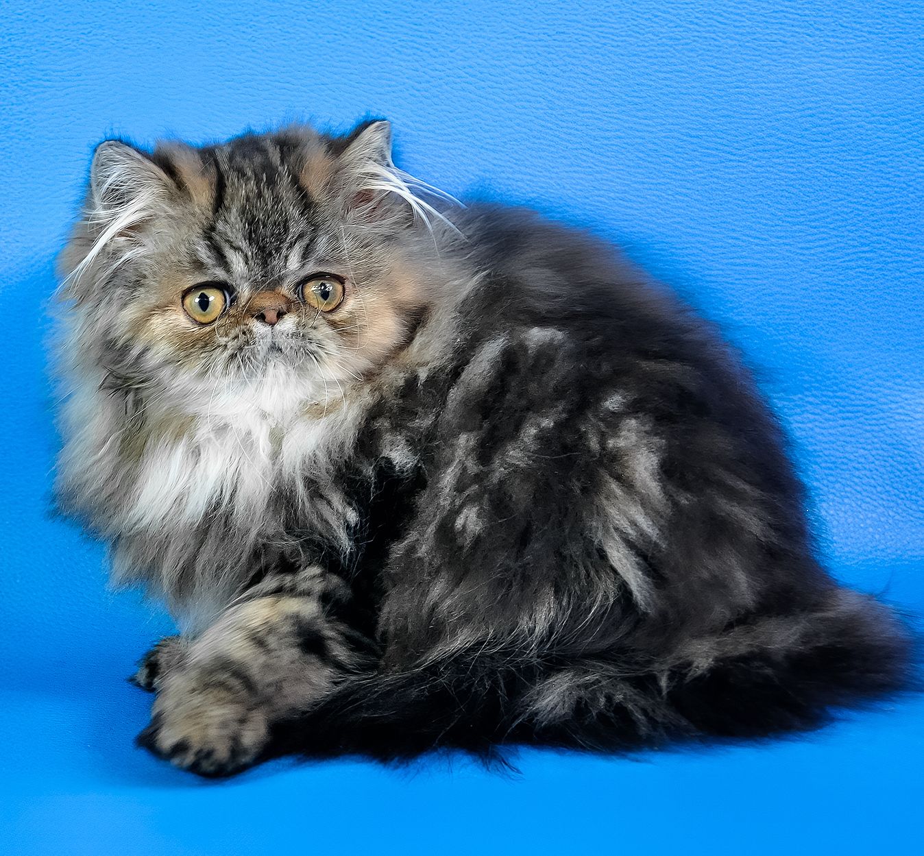 Дівчинка перс