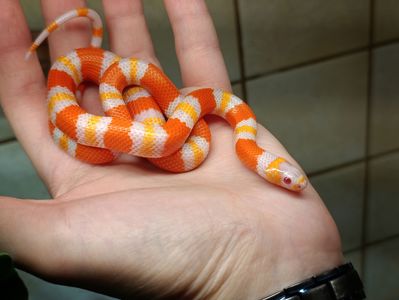 Полози, молочні змії, удави, пітони