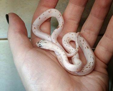 Маїсовий полоз морфний