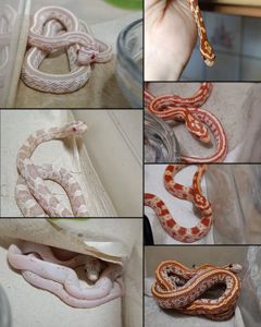 Полози, молочні змії, удави, пітони