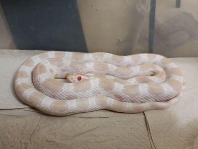 Полози, молочні змії, удави, пітони