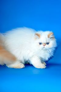 Хлопчик персидський