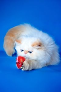 Хлопчик персидський