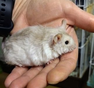 Пухнасті мишки тексель та сатинові