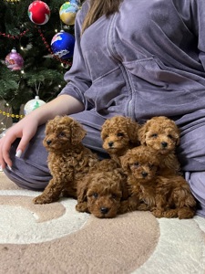 Діти пуделя той