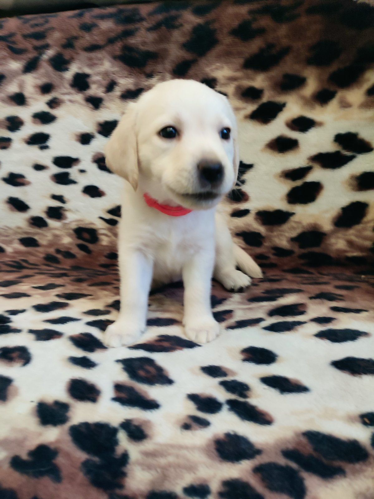 Лабрадорчики чистокровні з документами і щепленням