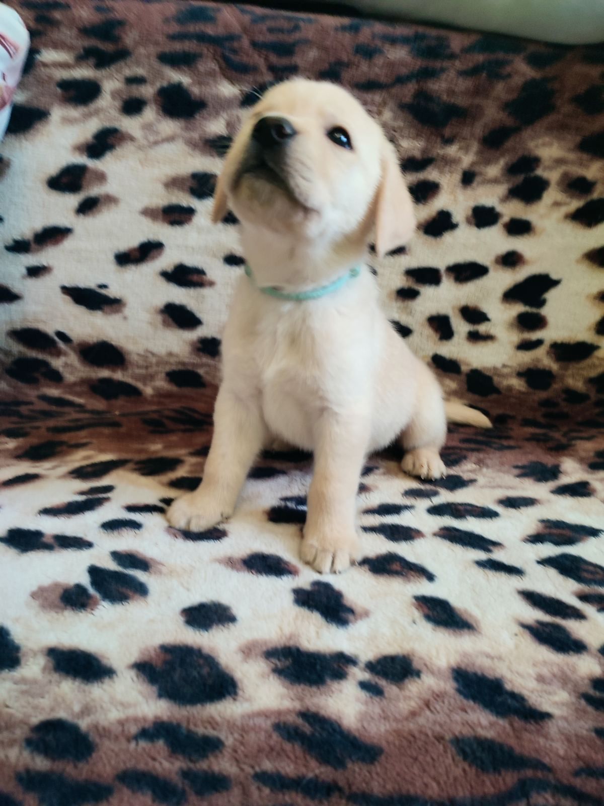 Лабрадорчики чистокровні з документами і щепленням