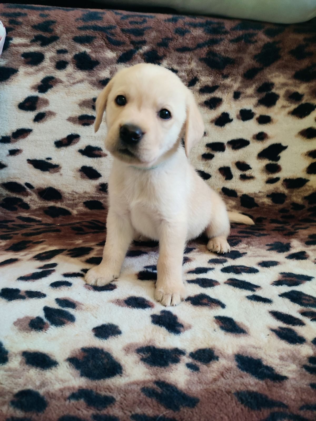 Лабрадорчики чистокровні з документами і щепленням