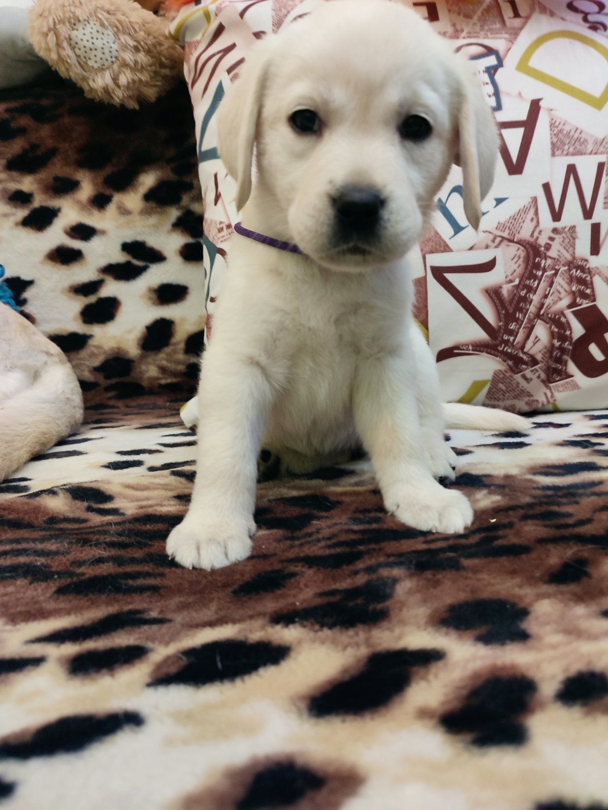 Лабрадорчики чистокровні з документами і щепленням