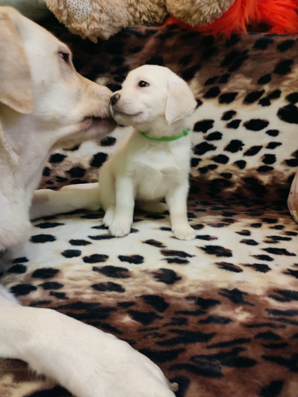 Лабрадорчики чистокровні з документами і щепленням