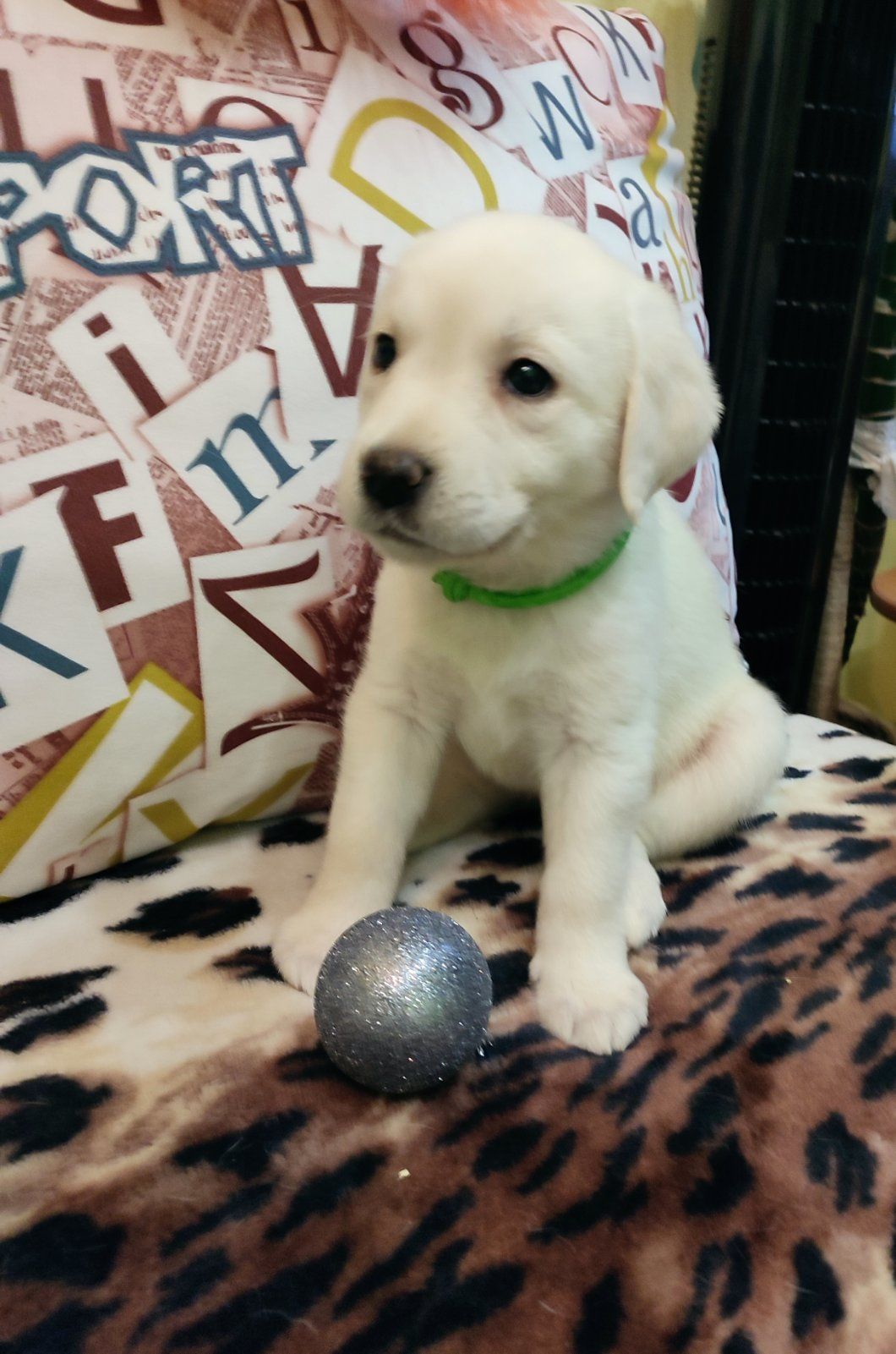 Лабрадорчики чистокровні з документами і щепленням