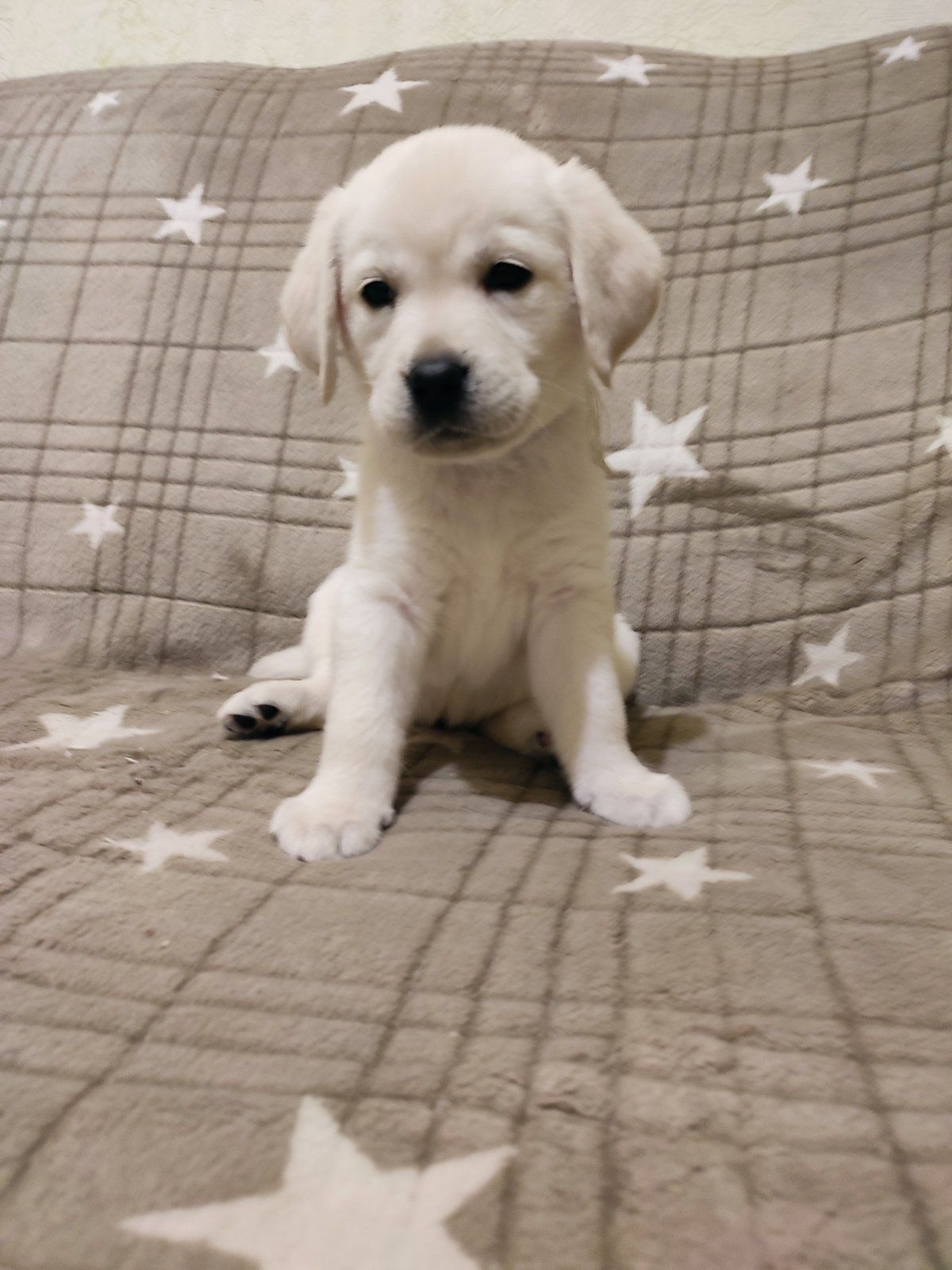 Лабрадорчики чистокровні з документами і щепленням