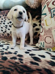 Лабрадорчики чистокровні з документами і щепленням