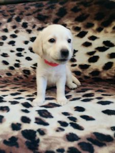 Лабрадорчики чистокровні з документами і щепленням