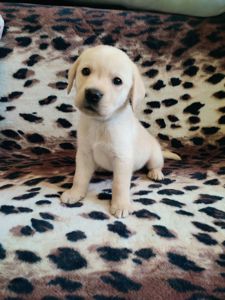 Лабрадорчики чистокровні з документами і щепленням