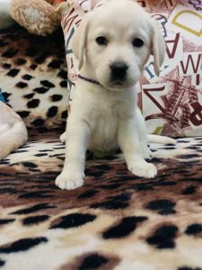 Лабрадорчики чистокровні з документами і щепленням