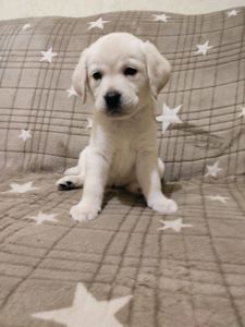 Лабрадорчики чистокровні з документами і щепленням