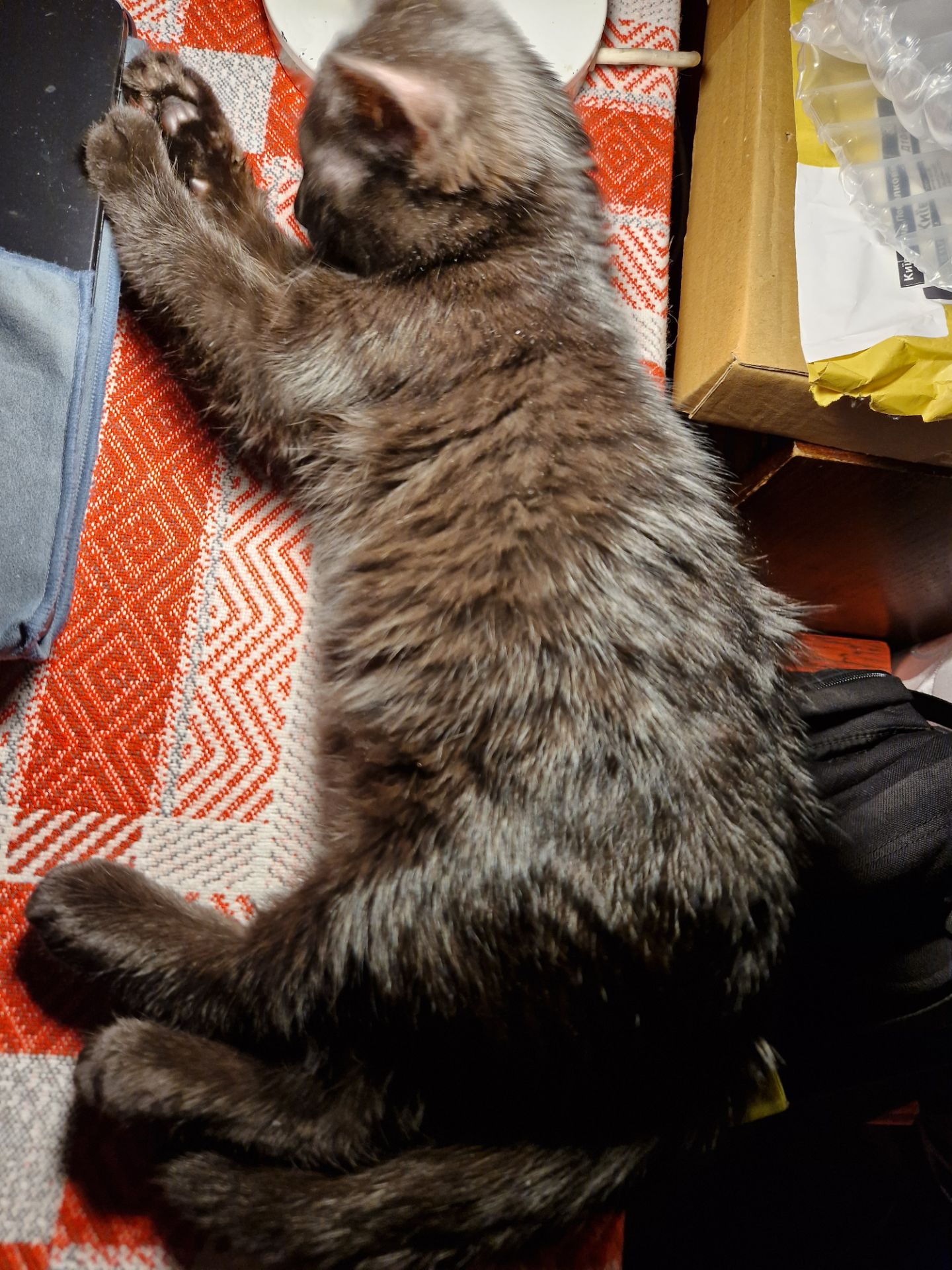 Чорне Норкове Кошеня