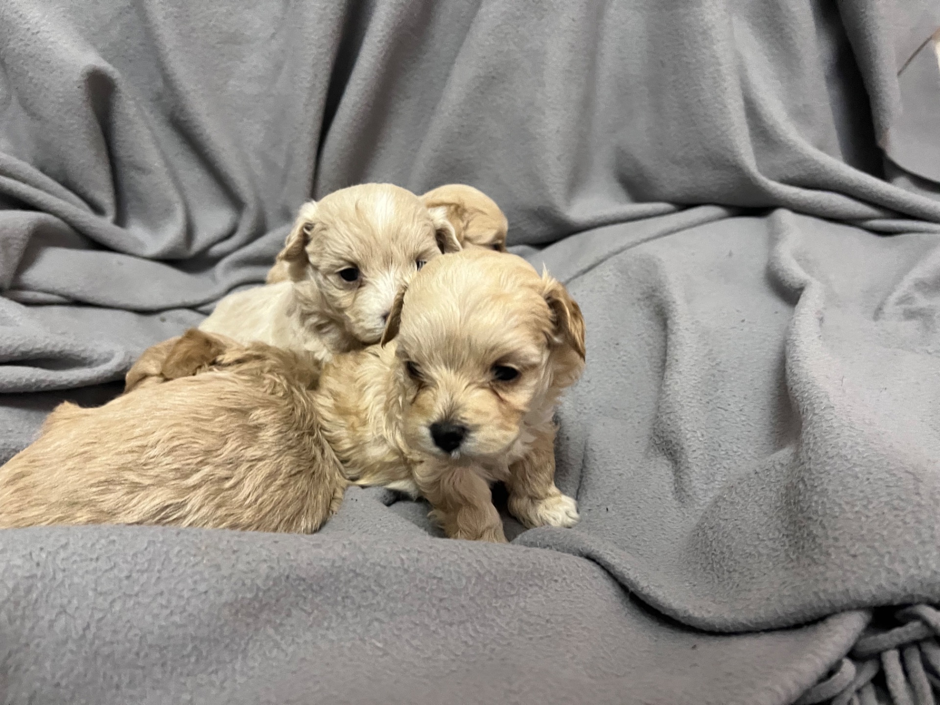 Мальтіпу Ф1 готові до бронювання