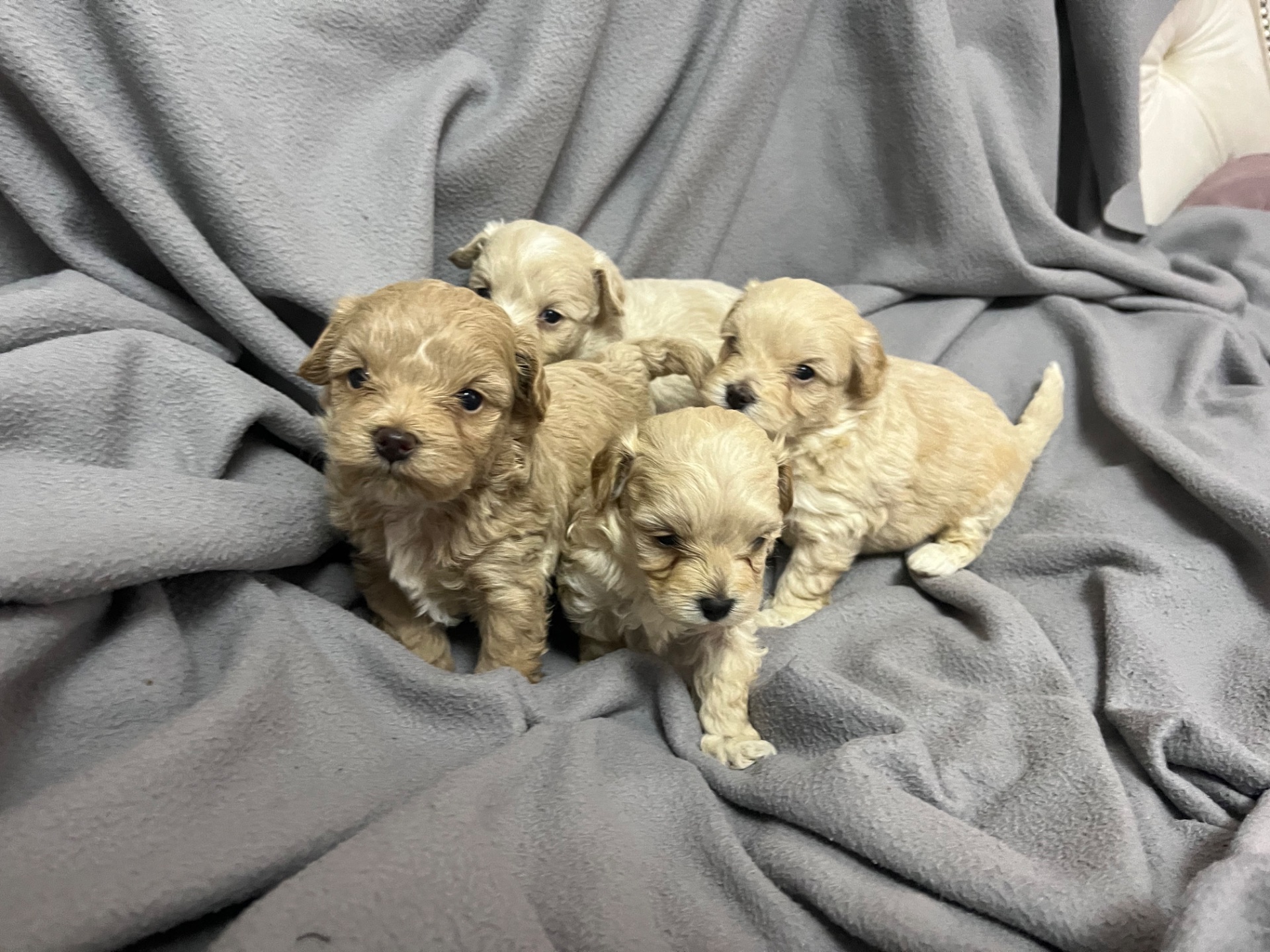 Мальтіпу Ф1 готові до бронювання